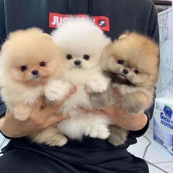 vendo cuccioli di pomerania teacup.