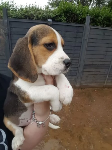 simpatici e adorabili cuccioli di beagle | Foto 0