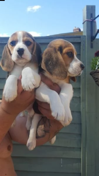 simpatici e adorabili cuccioli di beagle