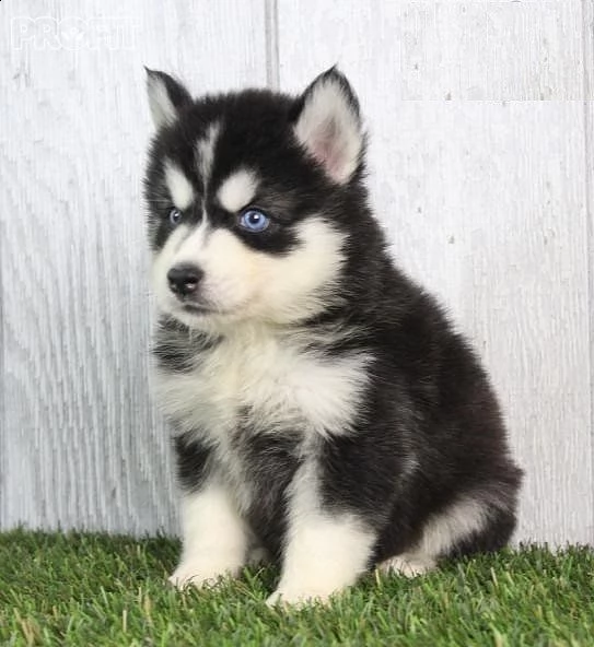vendo adorabili cuccioli di siberian husky | Foto 0