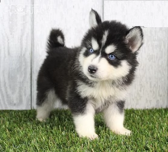 vendo adorabili cuccioli di siberian husky
