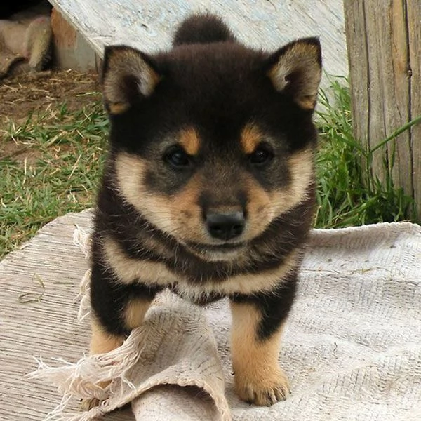 regalo cuccioli shiba inu