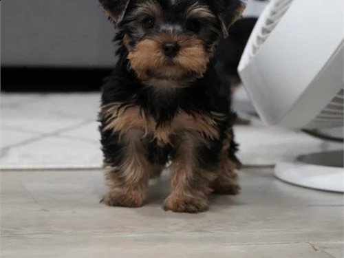 molto piccoli cuccioli di yorkie da tè ora disponibili