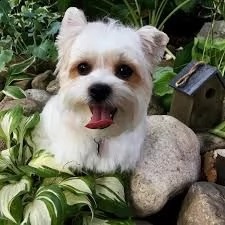cuccioli di razza little teacup yorkie | Foto 0