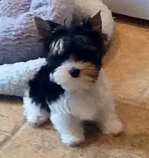 cuccioli di razza little teacup yorkie
