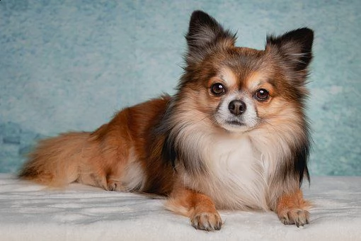 kruising chihuahua | Foto 0