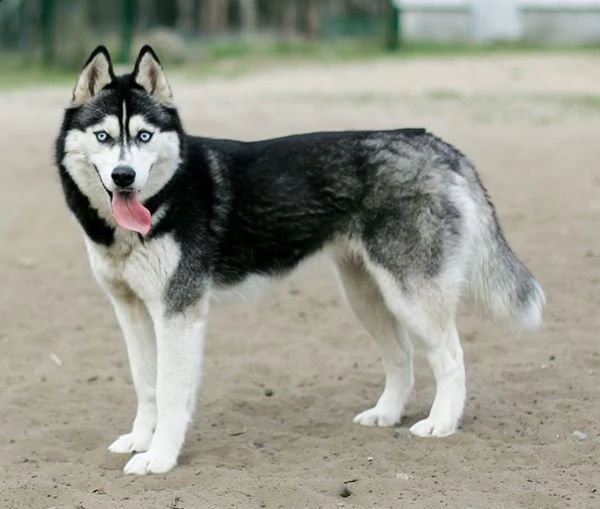 bellissimi cuccioli di siberian husky.