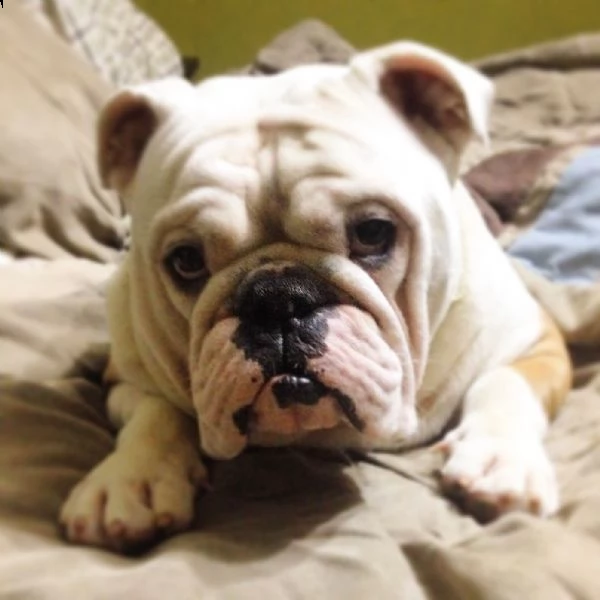 bulldog inglese | Foto 2