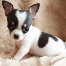 adorabili cuccioli di chihuahua femminucce e maschietti disponibili per l'adozione cuccioli sono vac