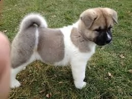 adorabili cuccioli di akita inu femminucce e maschietti disponibili per l'adozione cuccioli sono vac