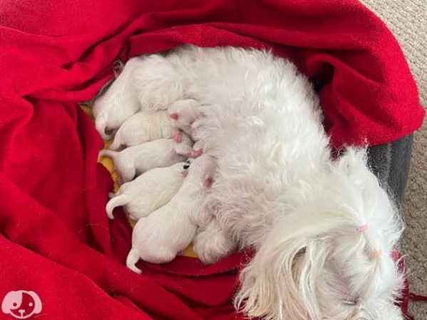 Maltese | Foto 0