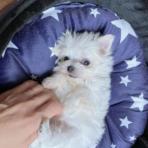 Cucciolo maltese  | Foto 2