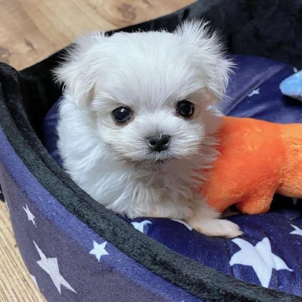 Cucciolo maltese  | Foto 1