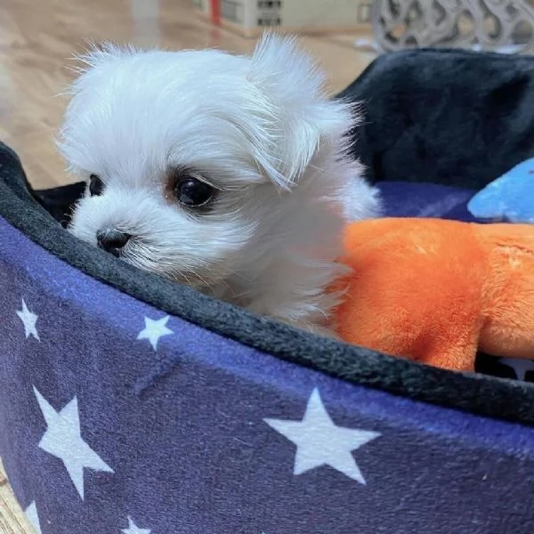 Cucciolo maltese  | Foto 0