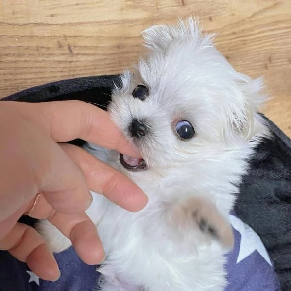 Cucciolo maltese 