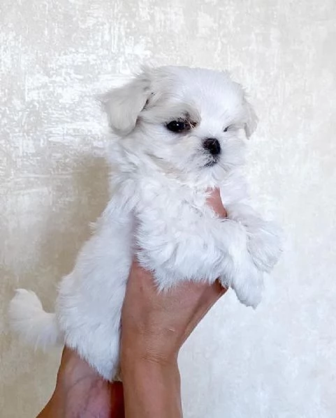 Maltese mini toy  | Foto 0