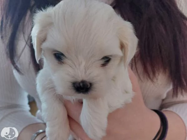 Cuccioli di maltese toy  | Foto 1