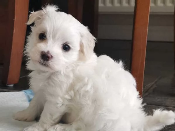 Cuccioli di maltese toy  | Foto 0