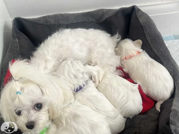Cucciolo di Cane Maltese  | Foto 4