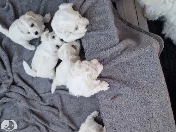 Cucciolo di Cane Maltese  | Foto 3