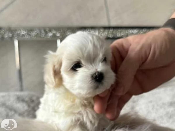 Cucciolo di Cane Maltese  | Foto 2