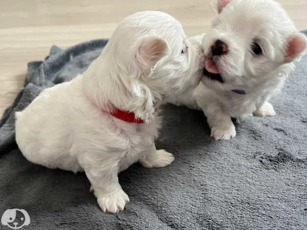 Cucciolo di Cane Maltese  | Foto 1