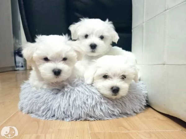Cucciolo di Cane Maltese 