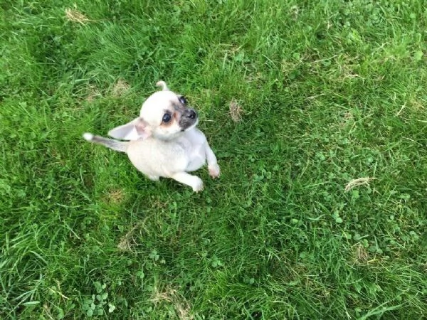 Cuccioli di chihuahua  | Foto 2