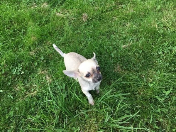 Cuccioli di chihuahua  | Foto 1