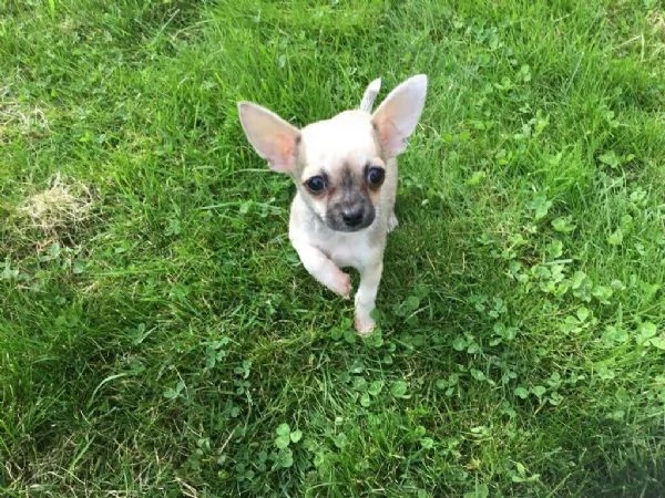 Cuccioli di chihuahua  | Foto 0