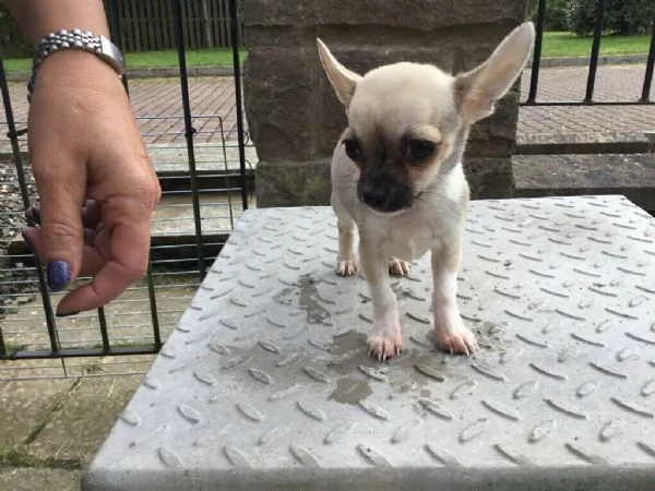 Cuccioli di chihuahua 