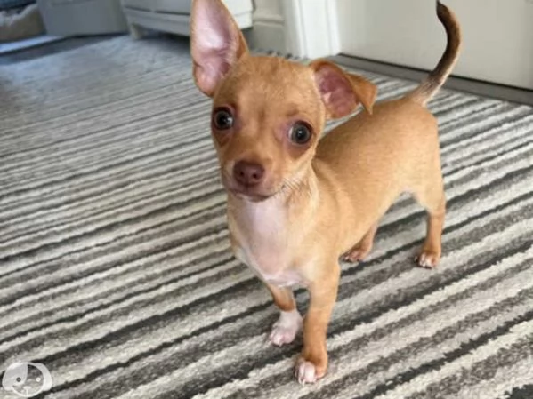 Cuccioli Chihuahua mini  | Foto 1