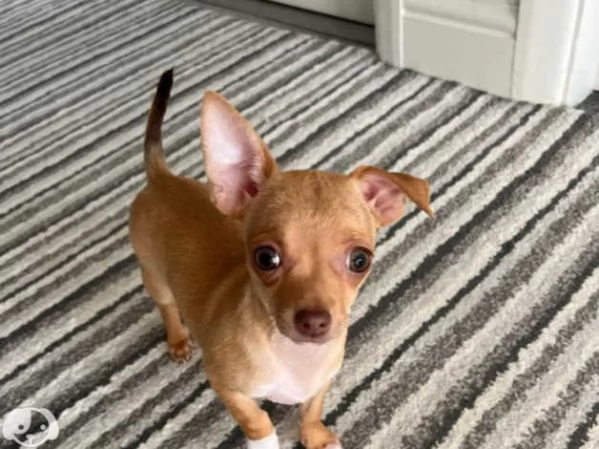 Cuccioli Chihuahua mini  | Foto 0
