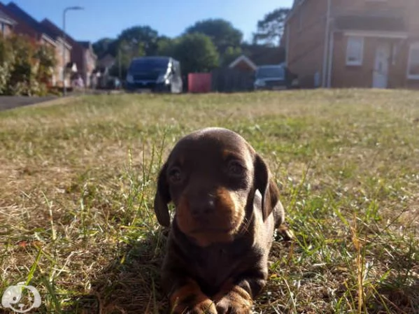 Bassotto Nano  | Foto 2