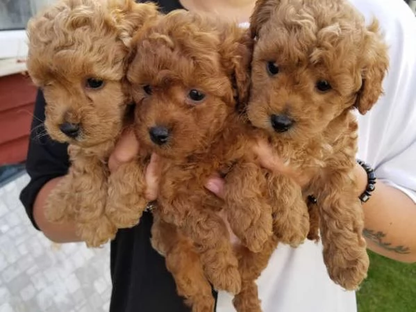 Barboncino cuccioli di taglia piccola  | Foto 0