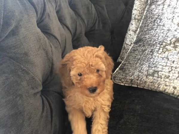 Cuccioli di Barboncino 