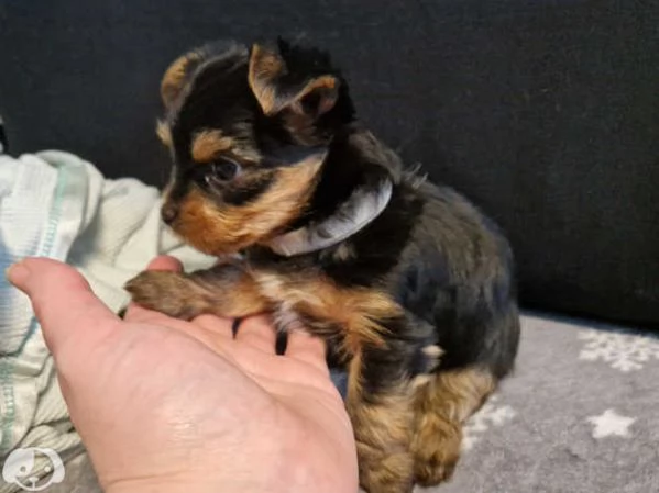 Cucciolo femmina Yorkshire | Foto 1
