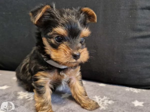 Cucciolo femmina Yorkshire