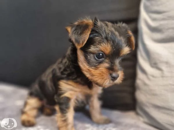 Cucciolo femmina Yorkshire | Foto 0