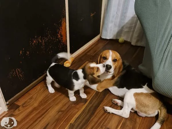 Beagle tricolore  | Foto 1