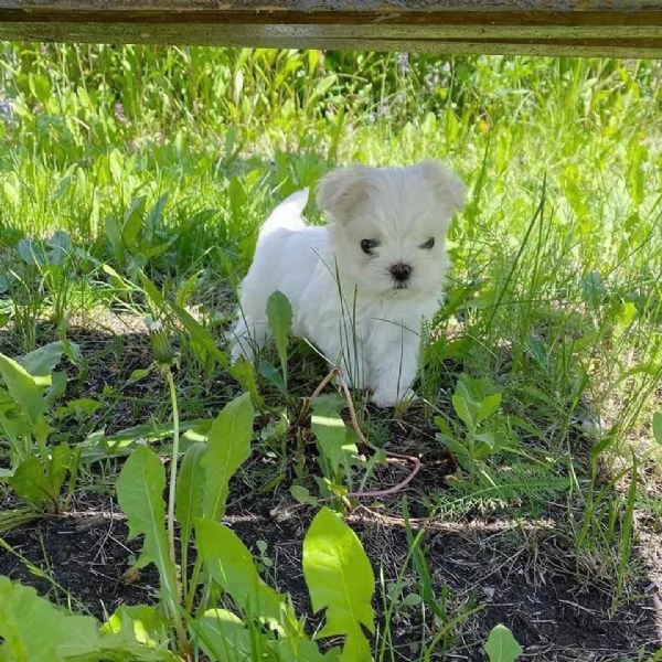 Maltese molto dolce | Foto 2