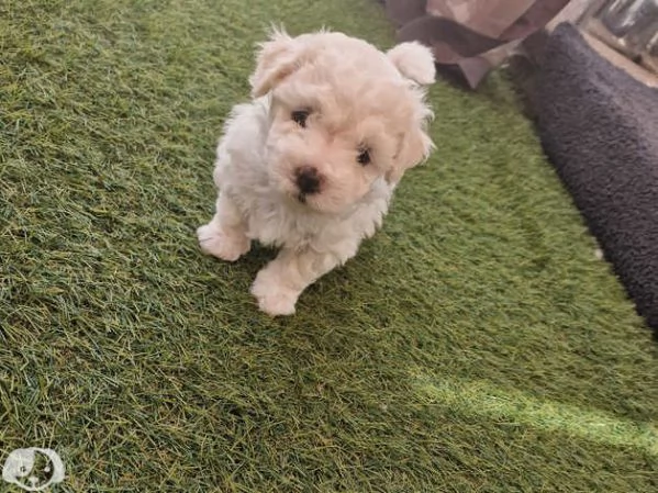 Maltese molto dolce | Foto 0