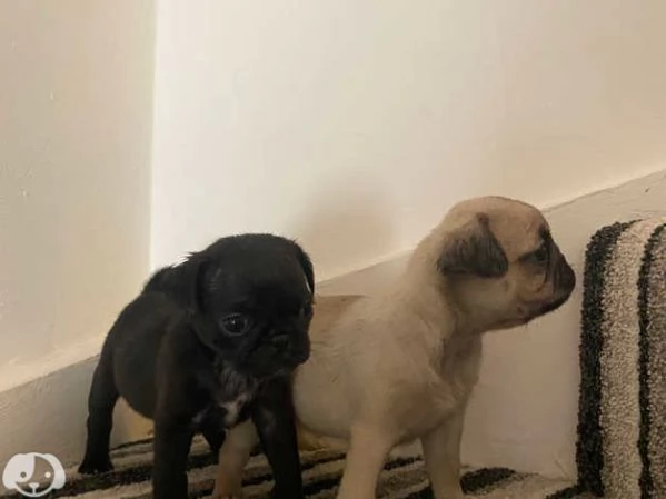 Cuccioli di Carlino | Foto 4