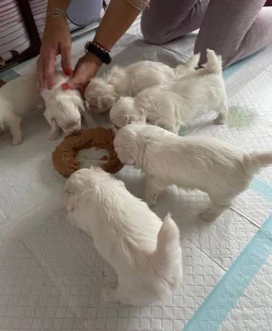 bellissimi cuccioli giocattolo maltesi maschio e femmina | Foto 2