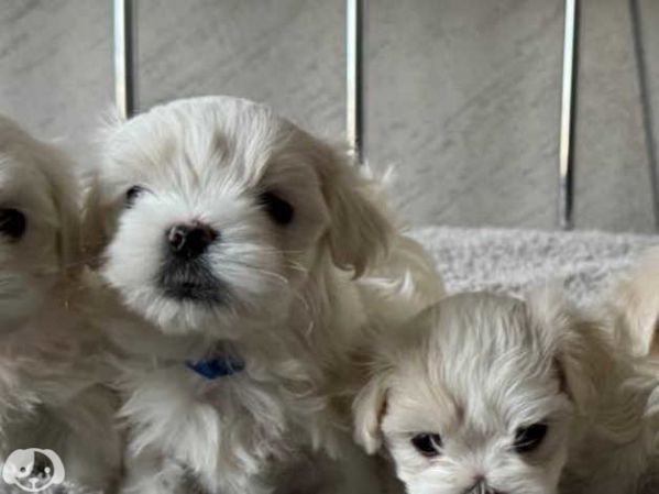 bellissimi cuccioli giocattolo maltesi maschio e femmina | Foto 1