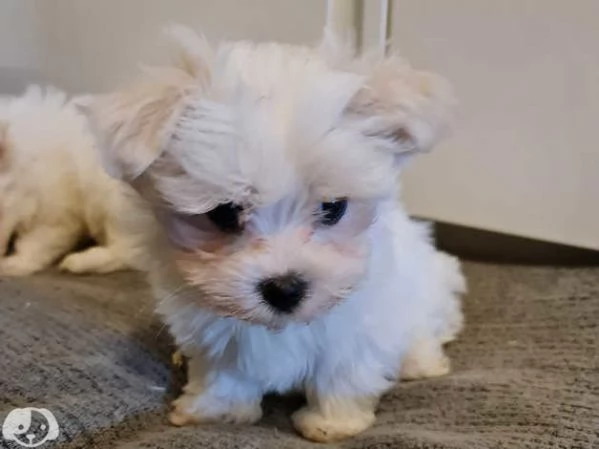 Maltese molto dolce | Foto 1