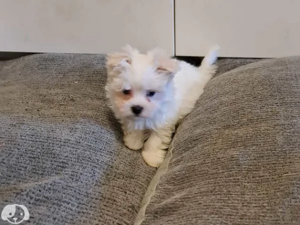 Maltese molto dolce | Foto 0