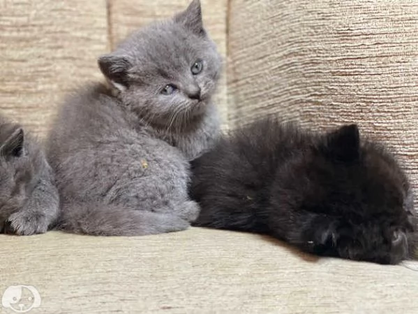 British shorthair | Foto 2