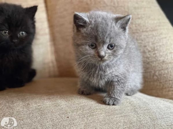 British shorthair | Foto 1