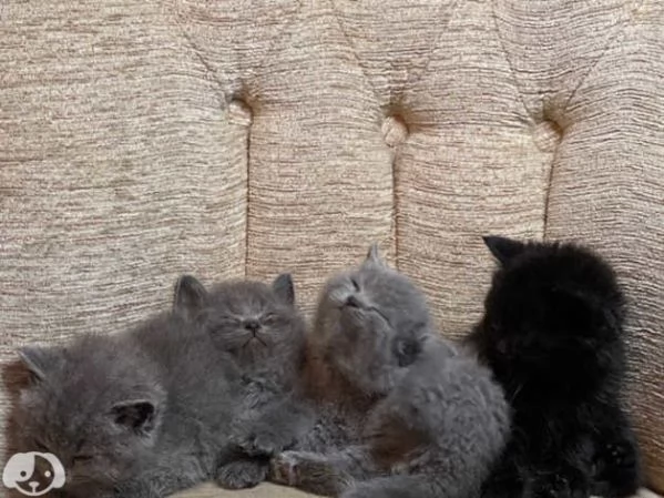 British shorthair | Foto 0